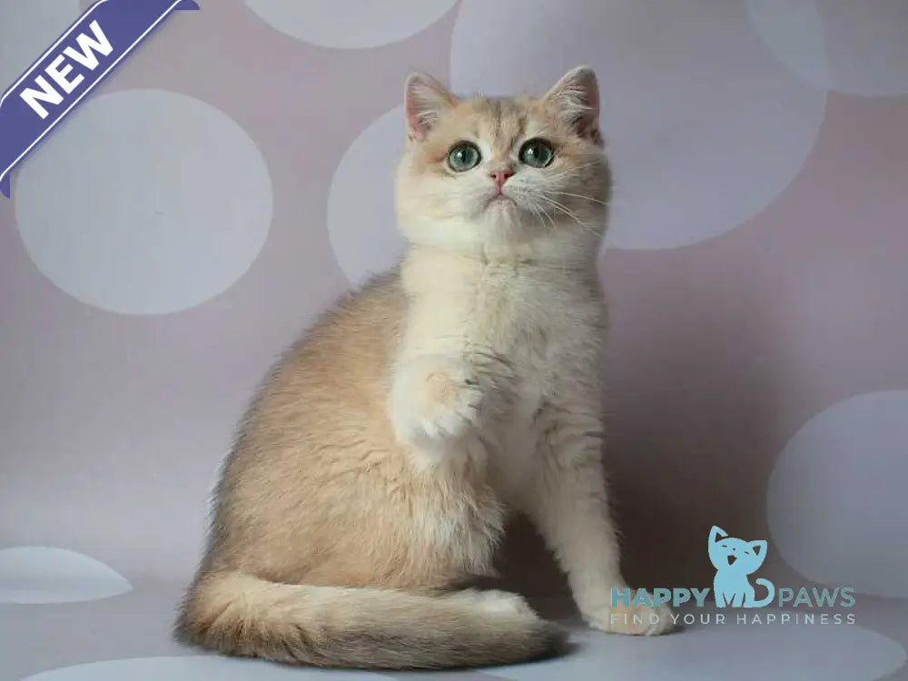Jimmy’s British Shorthair male blue golden chinchilla live animals