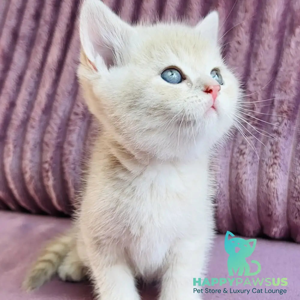 Jin British Shorthair male blue golden spotted tabby - live animals