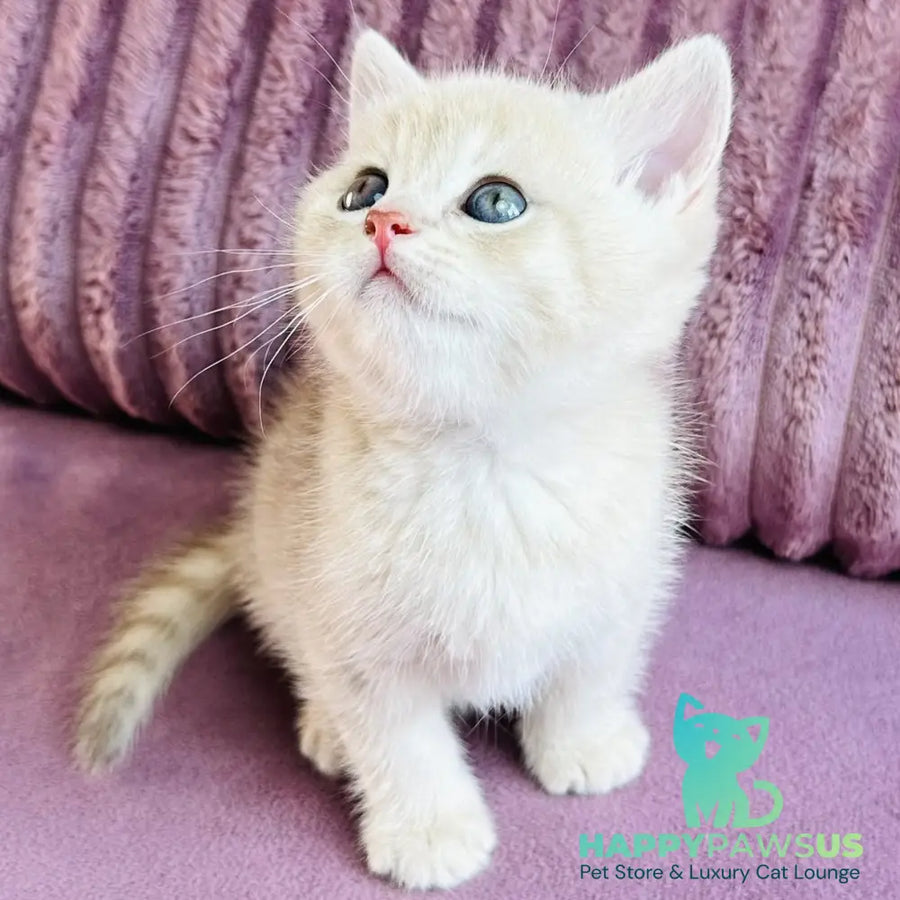 Jin British Shorthair male blue golden spotted tabby - live animals