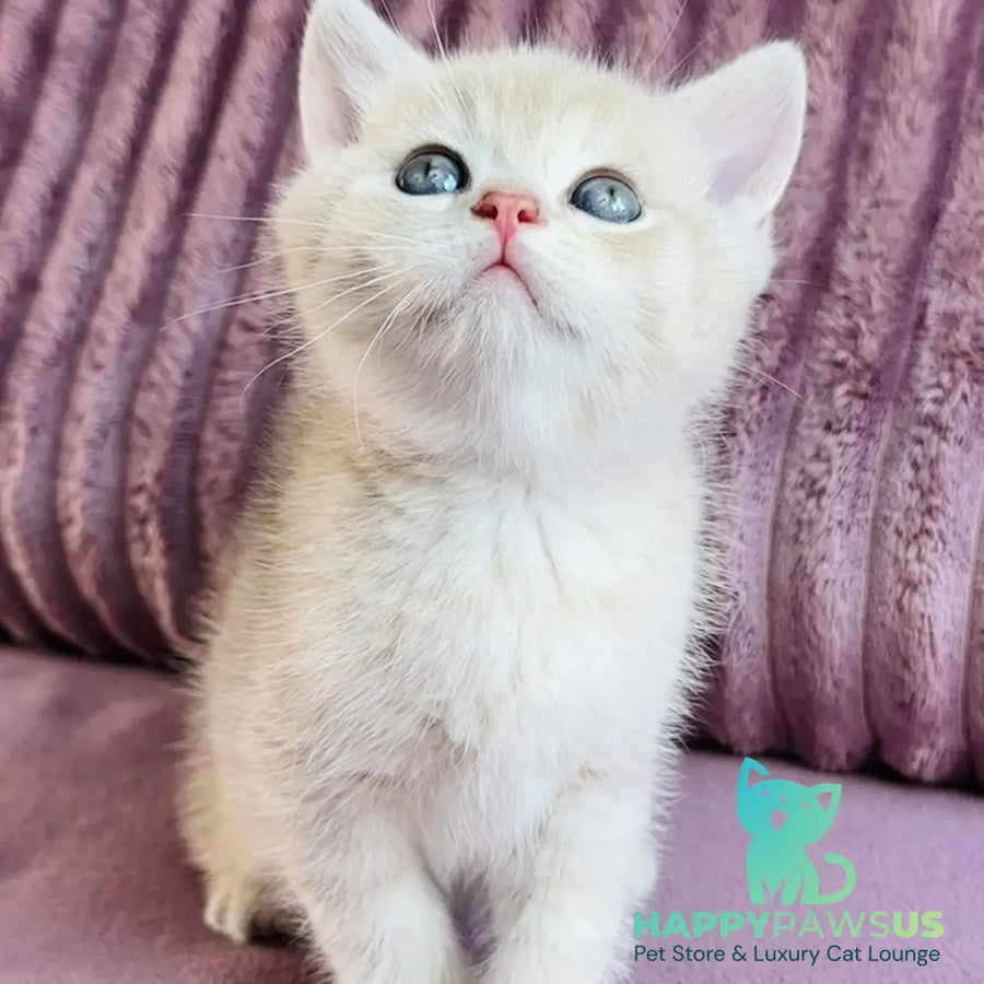 Jin British Shorthair male blue golden spotted tabby - live animals