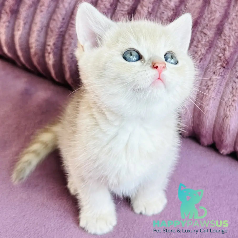Jin British Shorthair male blue golden spotted tabby - live animals