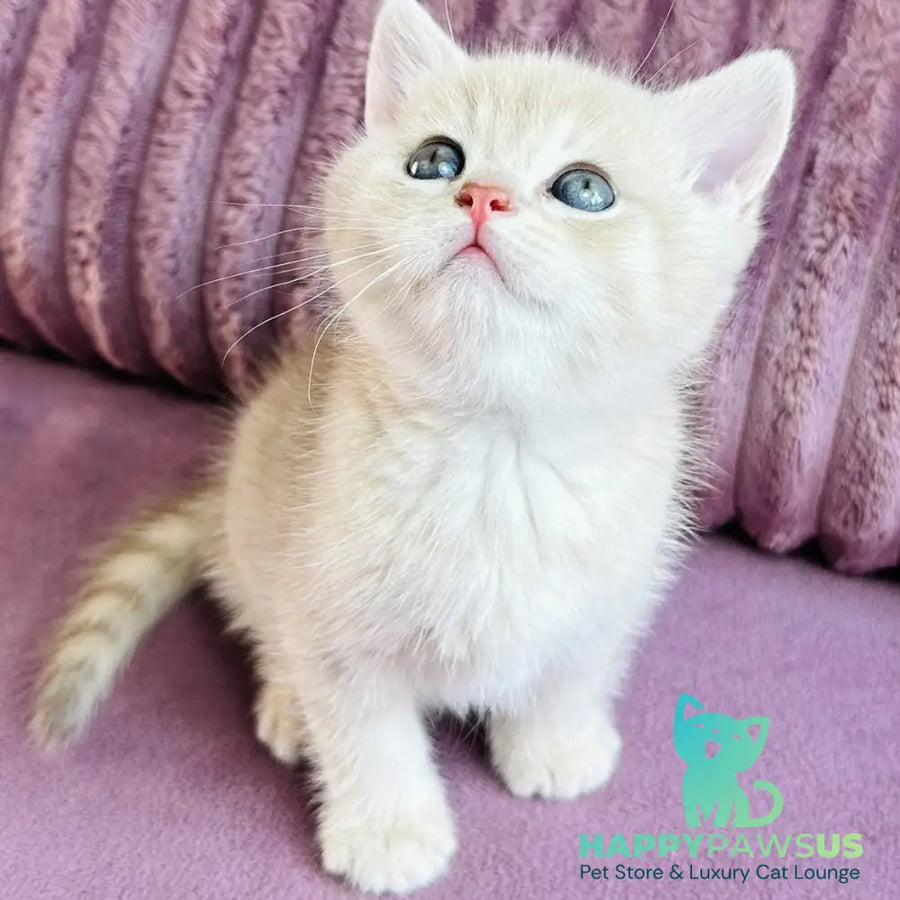 Jin British Shorthair male blue golden spotted tabby - live animals