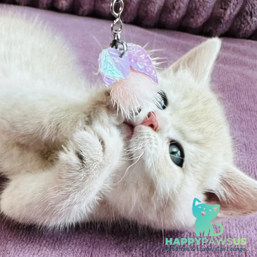 Jin British Shorthair male blue golden spotted tabby - live animals
