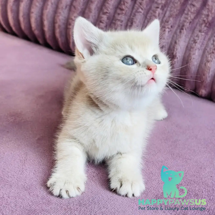 Jin British Shorthair male blue golden spotted tabby - live animals