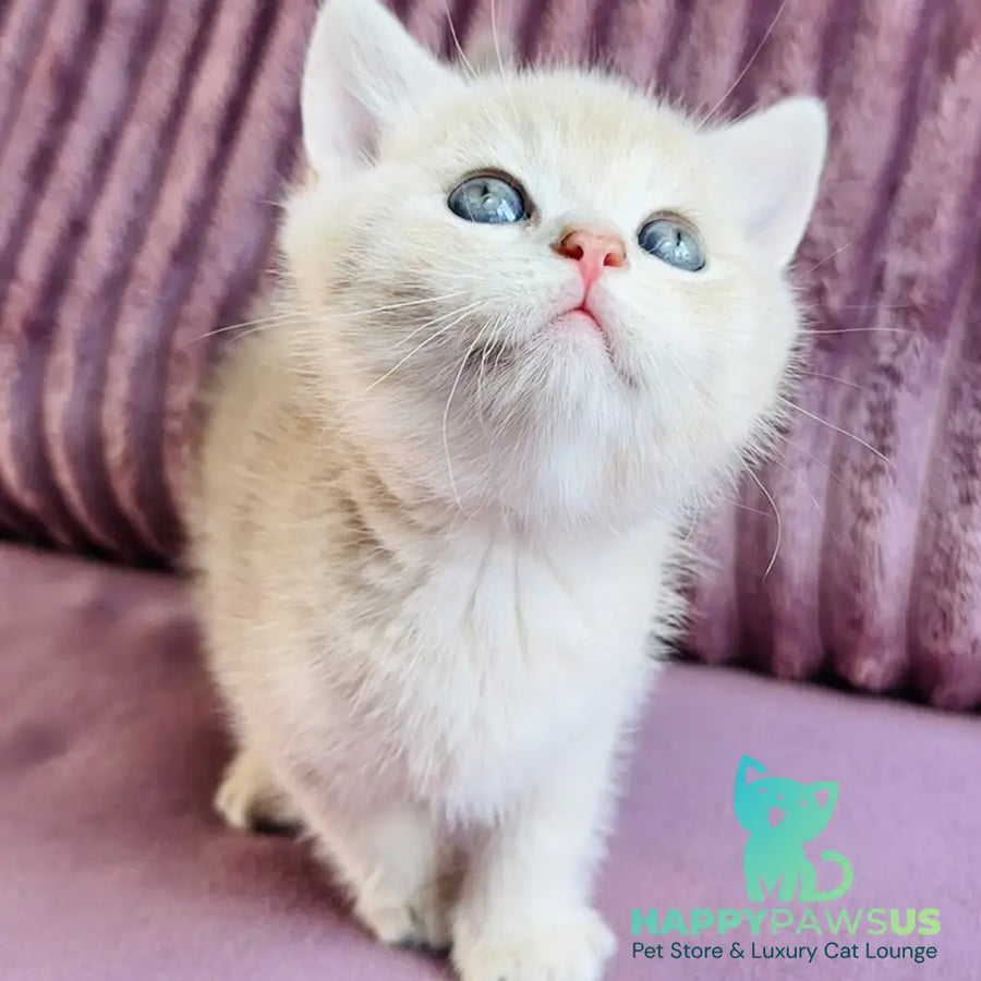 Jin British Shorthair male blue golden spotted tabby - live animals