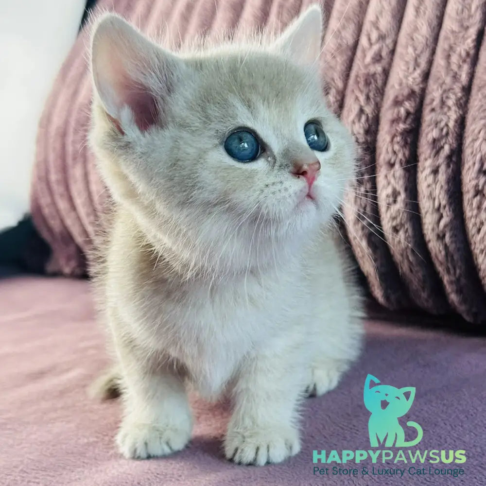 Jin British Shorthair male blue golden spotted tabby - live animals