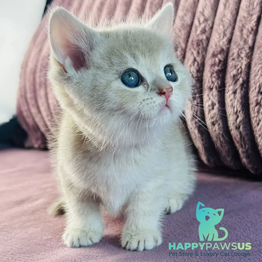 Jin British Shorthair male blue golden spotted tabby - live animals