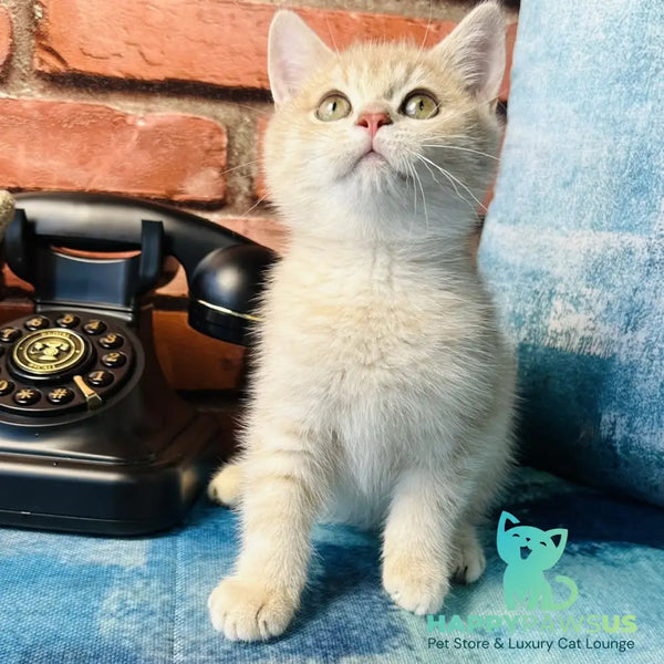 Jin British Shorthair male blue golden spotted tabby - live animals