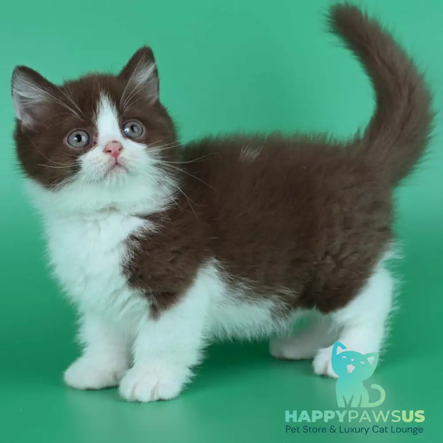 Jin British Shorthair male chocolate bicolour - live animals