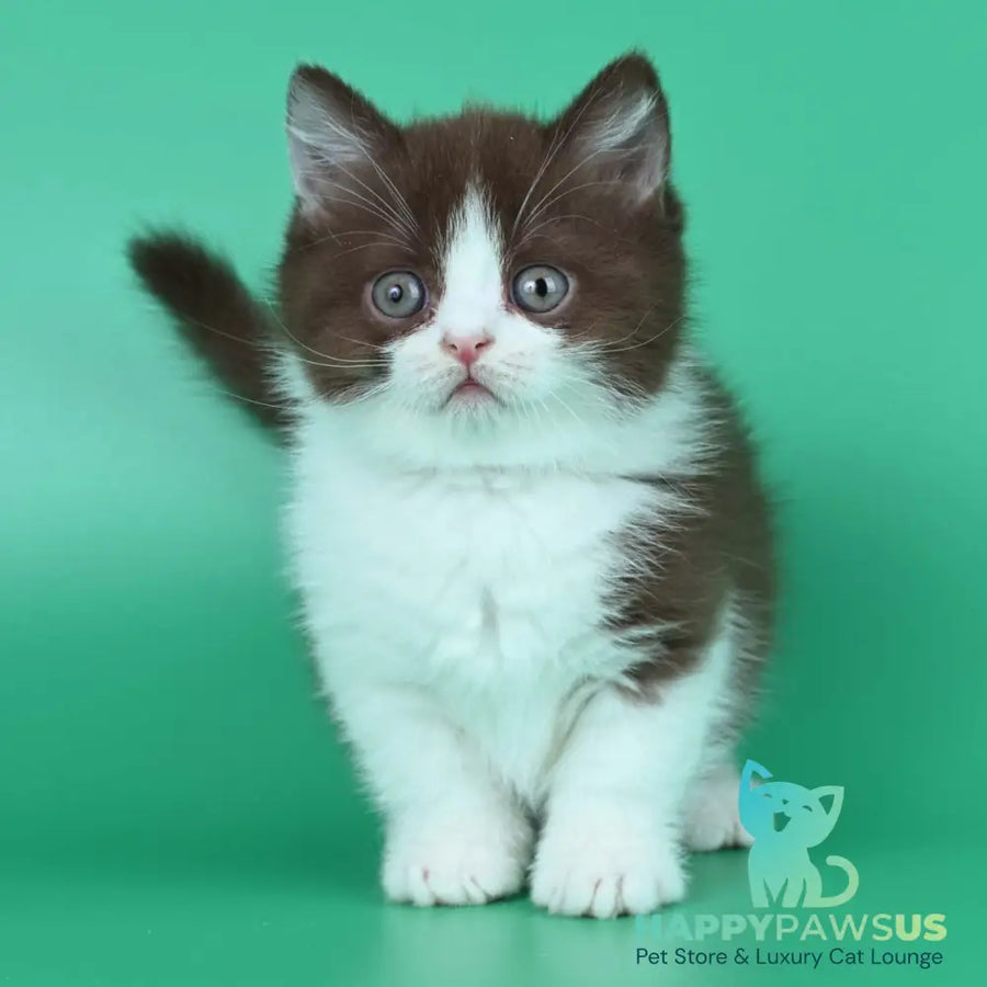 Jin British Shorthair male chocolate bicolour - live animals