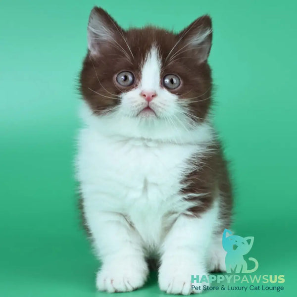 Jin British Shorthair male chocolate bicolour - live animals