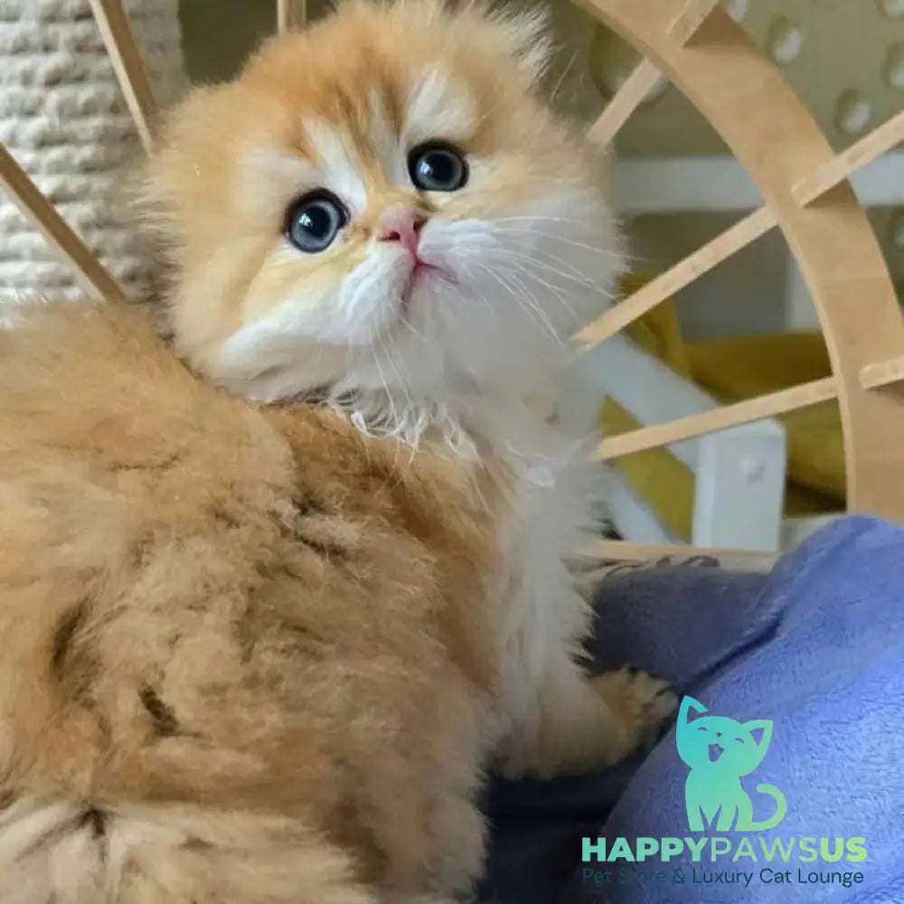 Jin Scottish Fold male black golden shaded - live animals