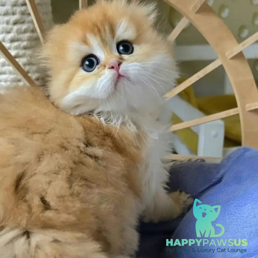 Jin Scottish Fold male black golden shaded - live animals