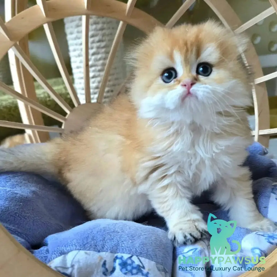 Jin Scottish Fold male black golden shaded - live animals