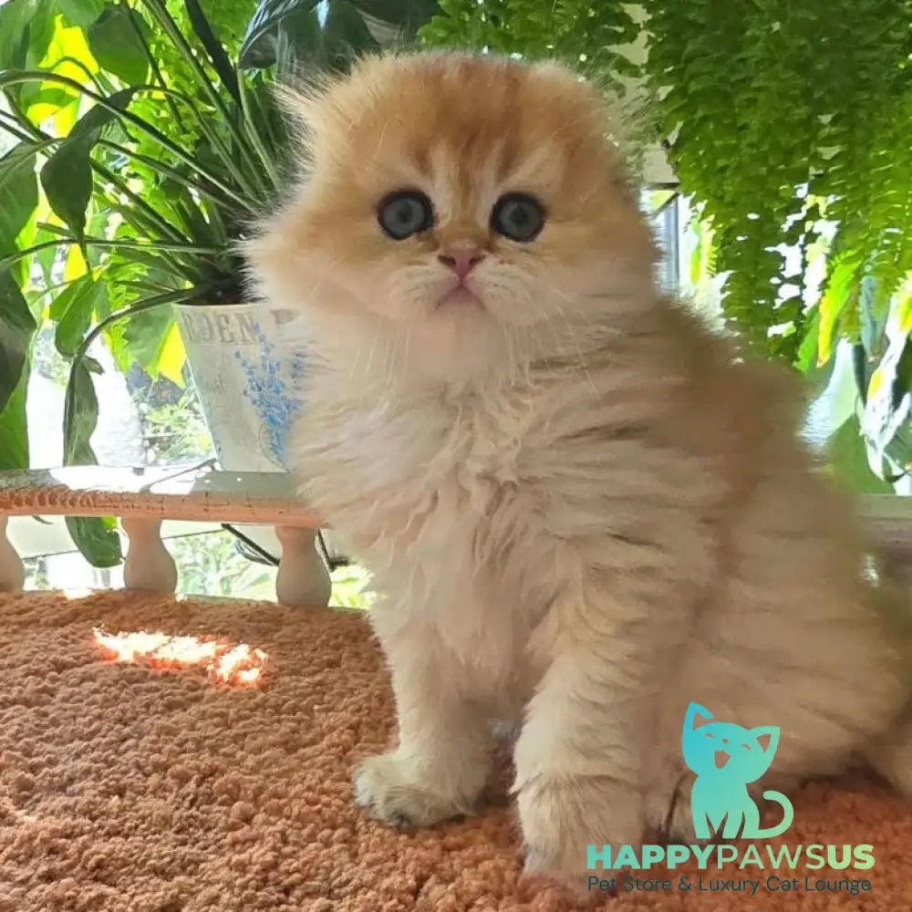 Jin Scottish Fold male black golden shaded - live animals