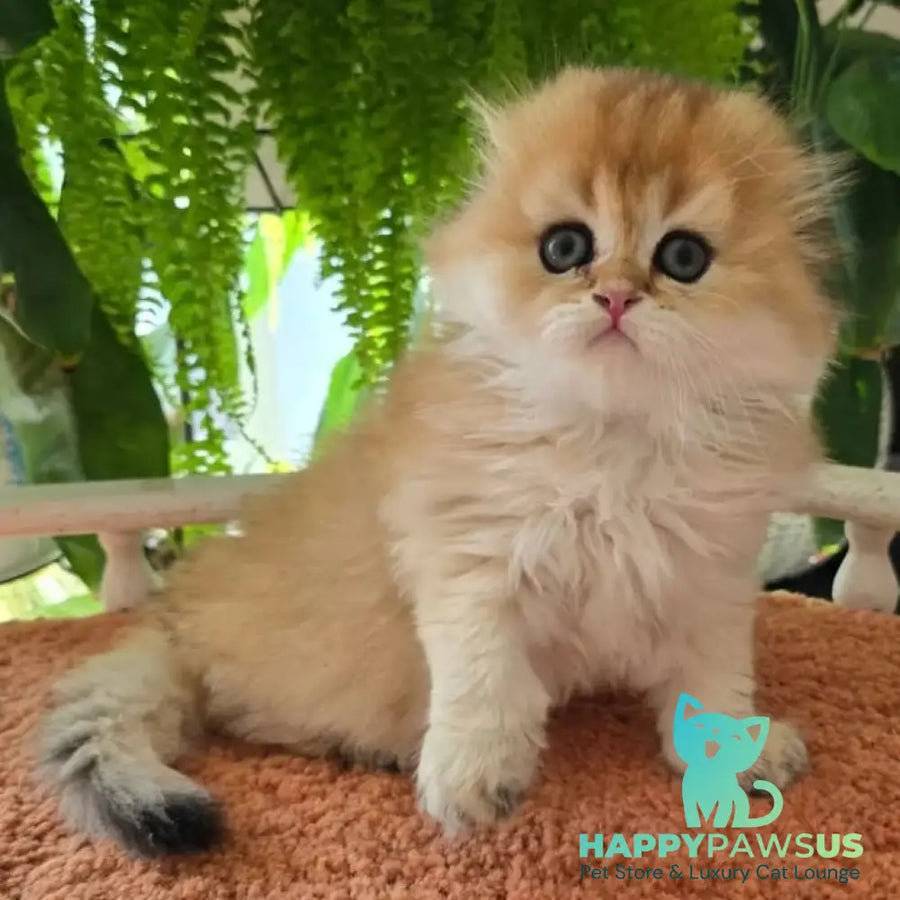 Jin Scottish Fold male black golden shaded - live animals