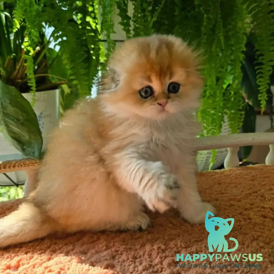 Jin Scottish Fold male black golden shaded - live animals