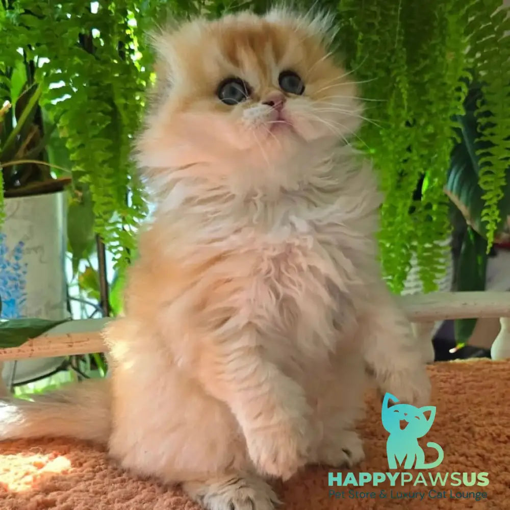 Jin Scottish Fold male black golden shaded - live animals