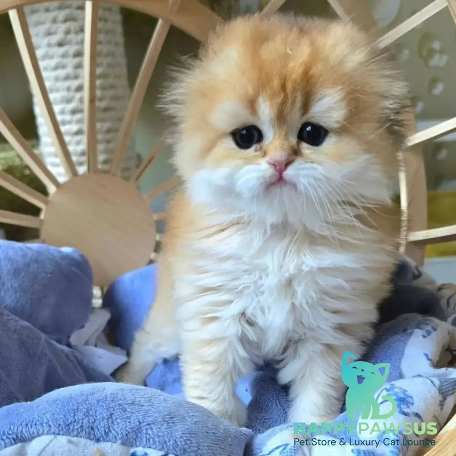 Jin Scottish Fold male black golden shaded - live animals