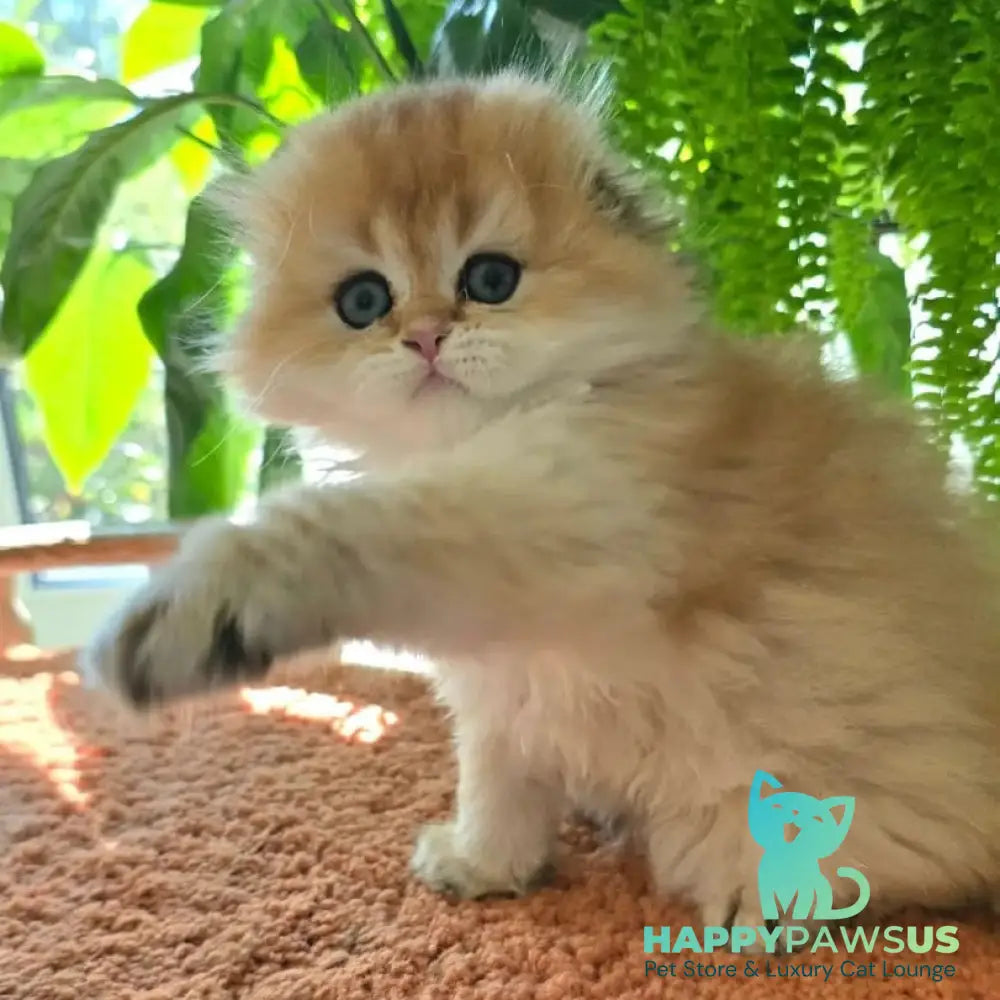 Jin Scottish Fold male black golden shaded - live animals