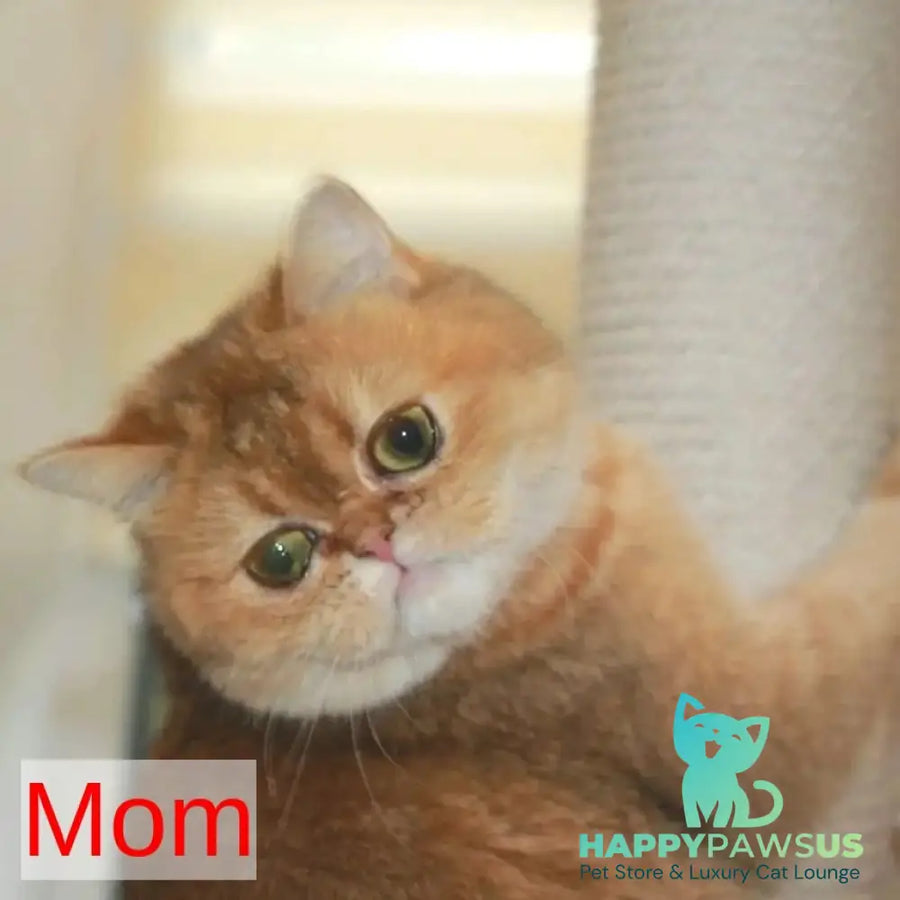 Jin Scottish Fold male black golden shaded - live animals