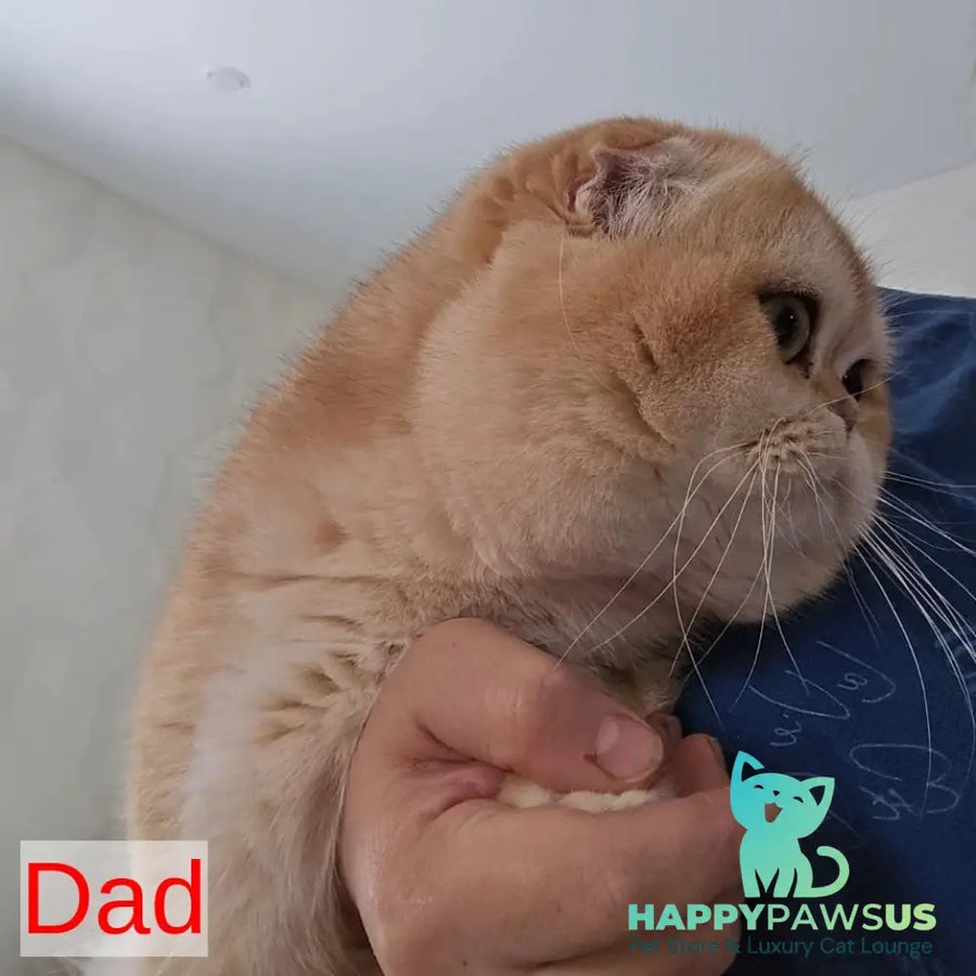 Jin Scottish Fold male black golden shaded - live animals