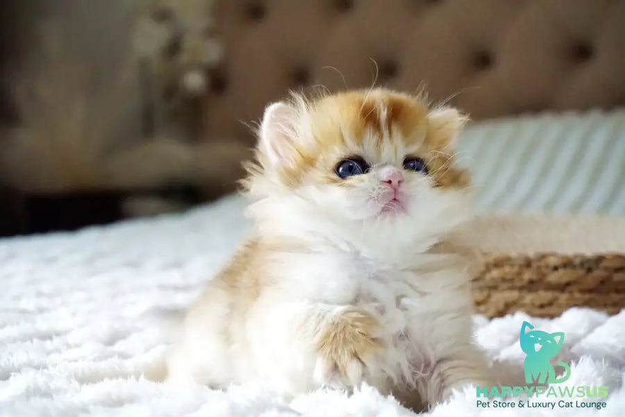 Jina British Longhair female black golden shaded - live animals