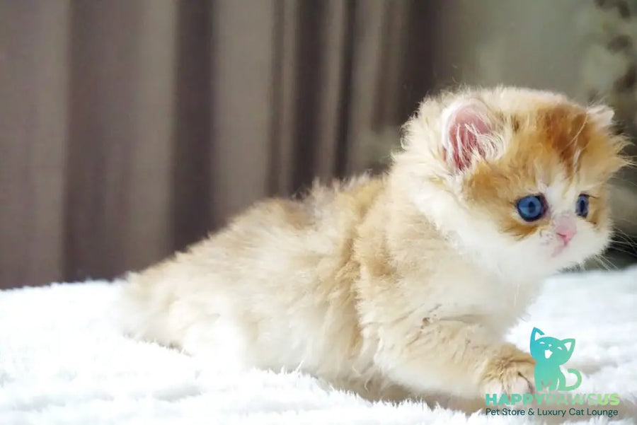 Jina British Longhair female black golden shaded - live animals