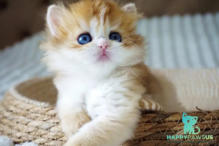 Jina British Longhair female black golden shaded - live animals