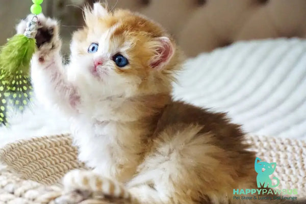 Jina British Longhair female black golden shaded - live animals