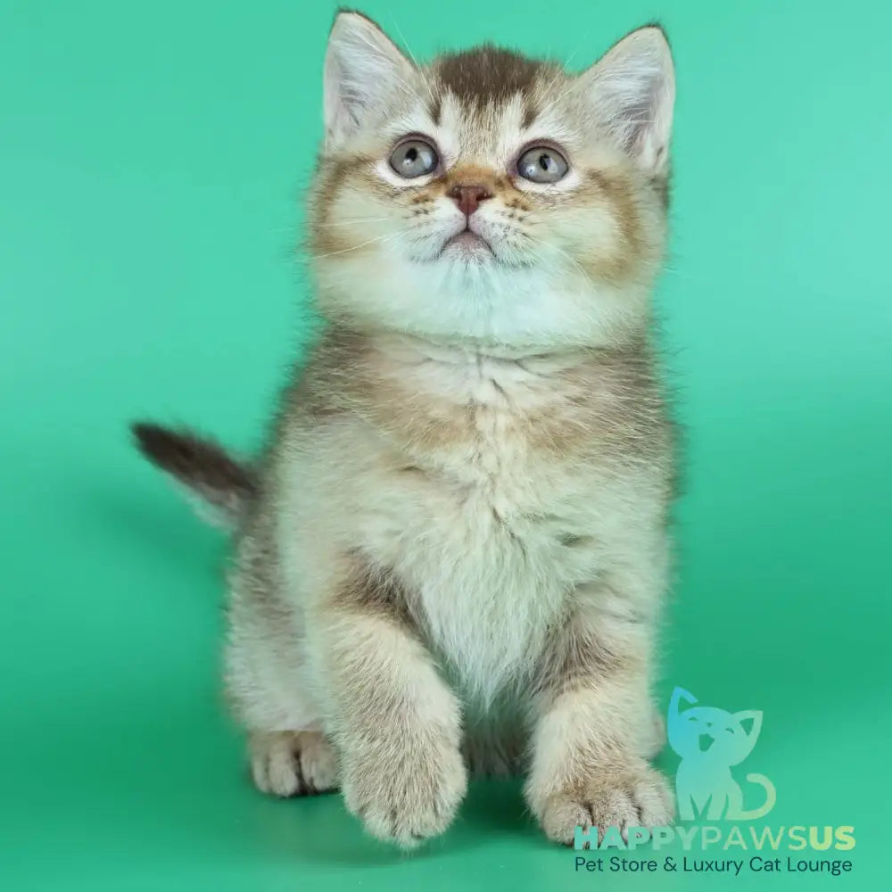 Jina British Shorthair female chocolate ticked tabby - live animals