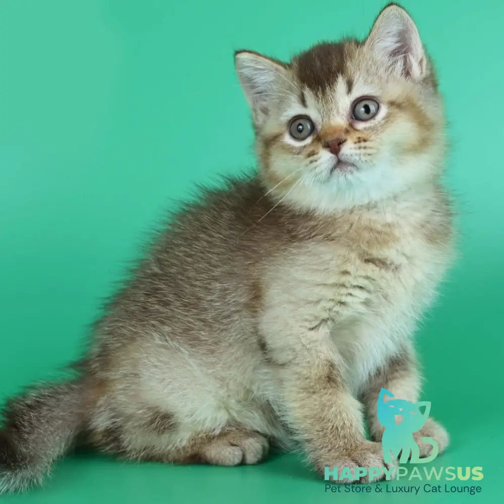 Jina British Shorthair female chocolate ticked tabby - live animals