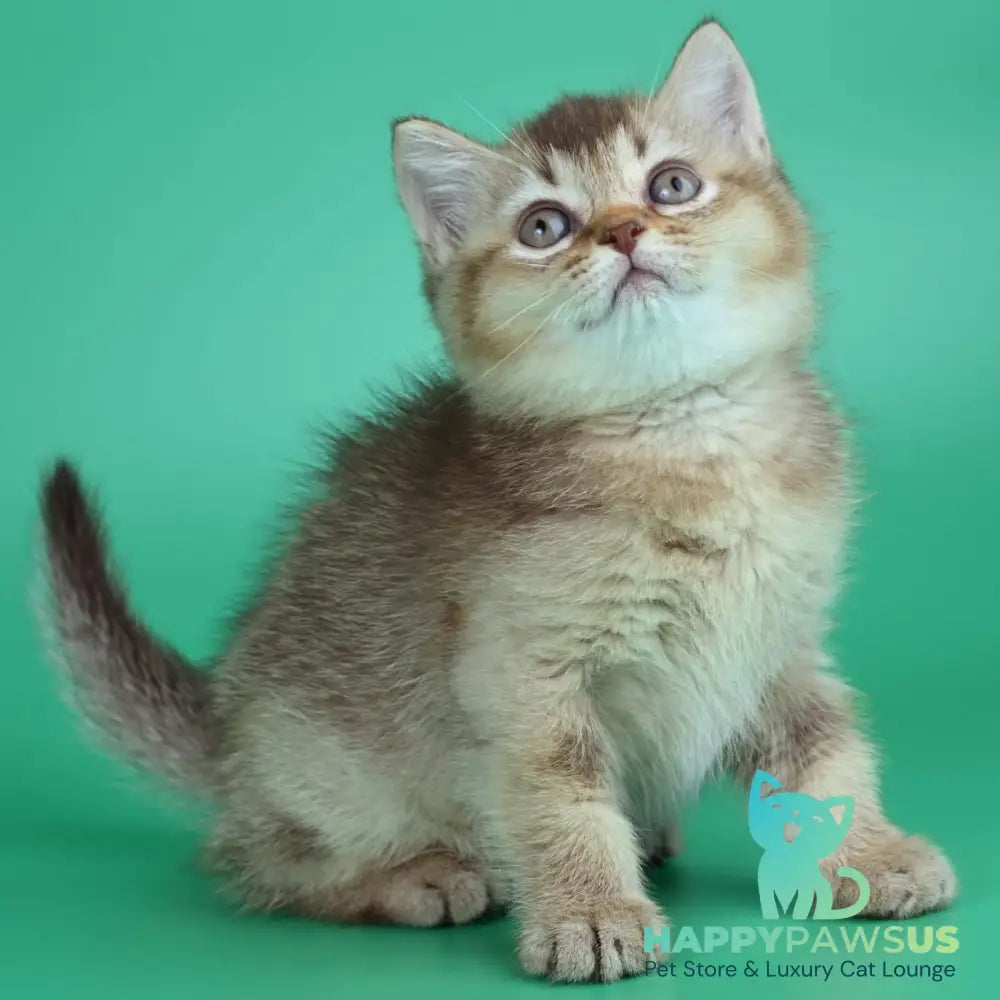 Jina British Shorthair female chocolate ticked tabby - live animals