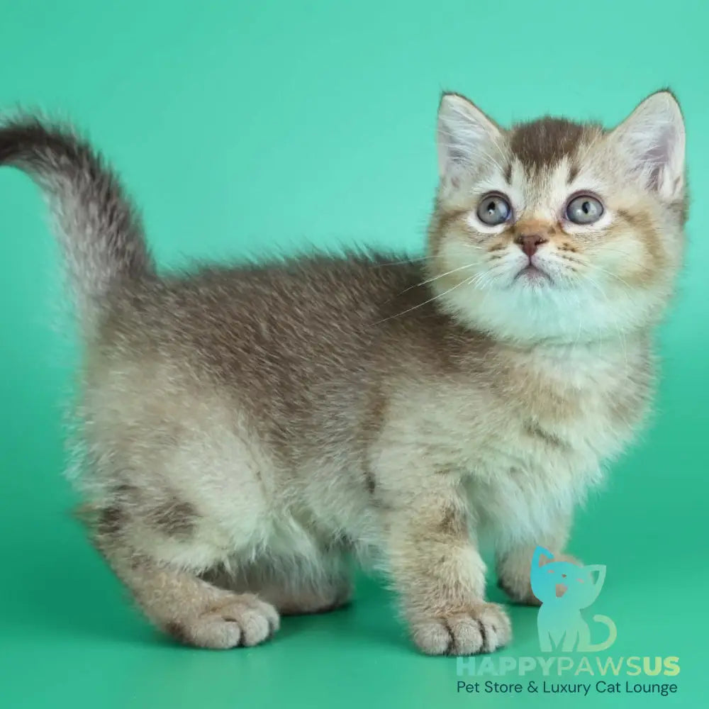 Jina British Shorthair female chocolate ticked tabby - live animals