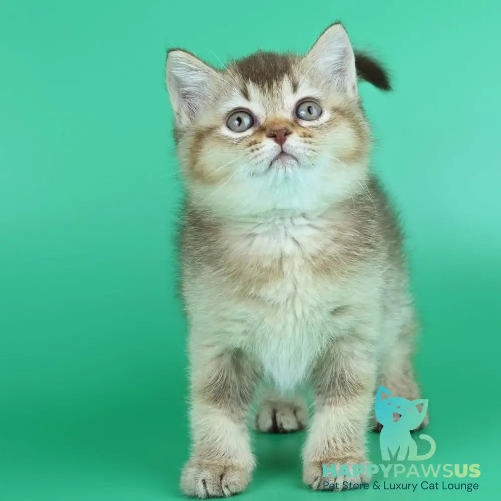 Jina British Shorthair female chocolate ticked tabby - live animals
