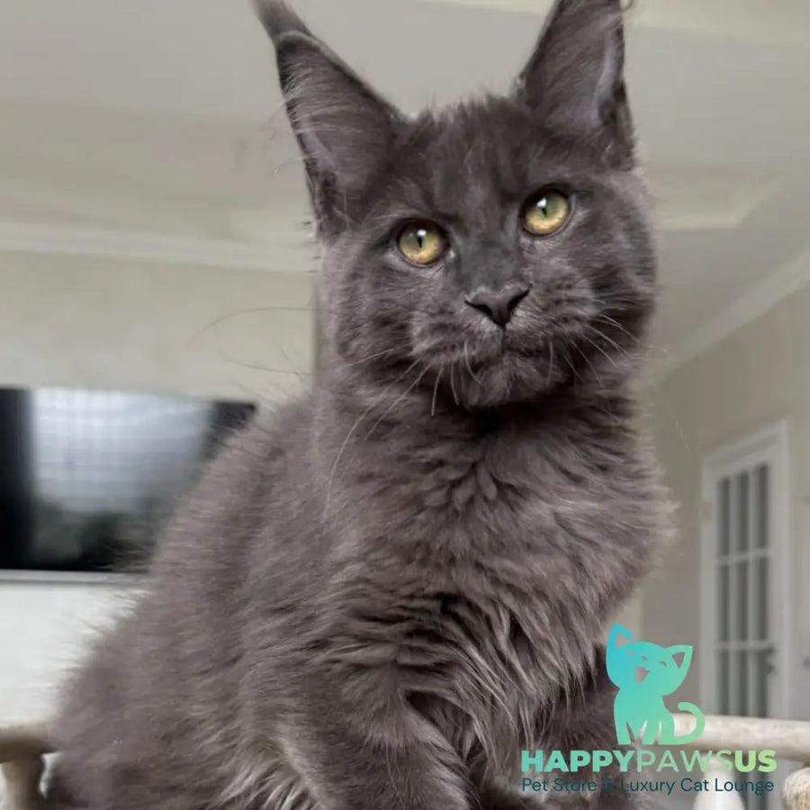 Jina Maine Coon female blue silver with white - live animals