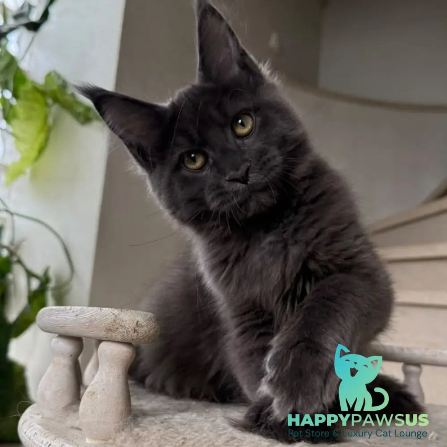 Jina Maine Coon female blue silver with white - live animals
