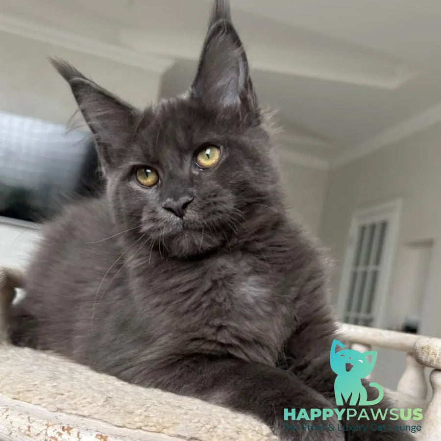 Jina Maine Coon female blue silver with white - live animals