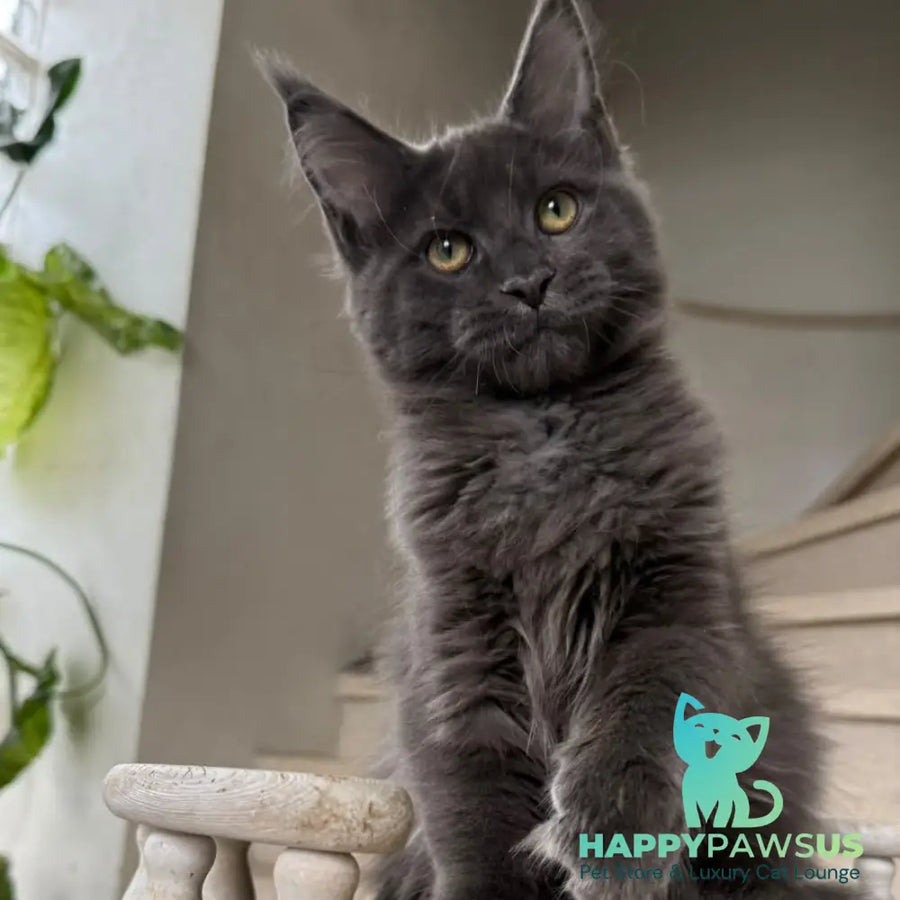 Jina Maine Coon female blue silver with white - live animals