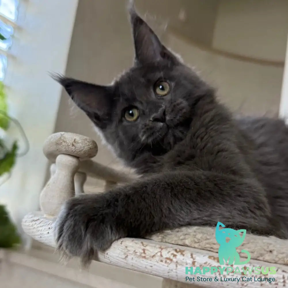 Jina Maine Coon female blue silver with white - live animals