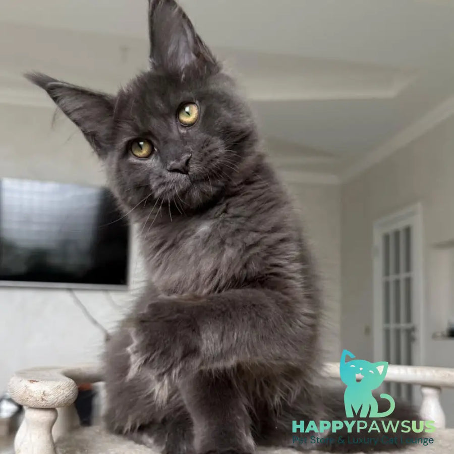 Jina Maine Coon female blue silver with white - live animals