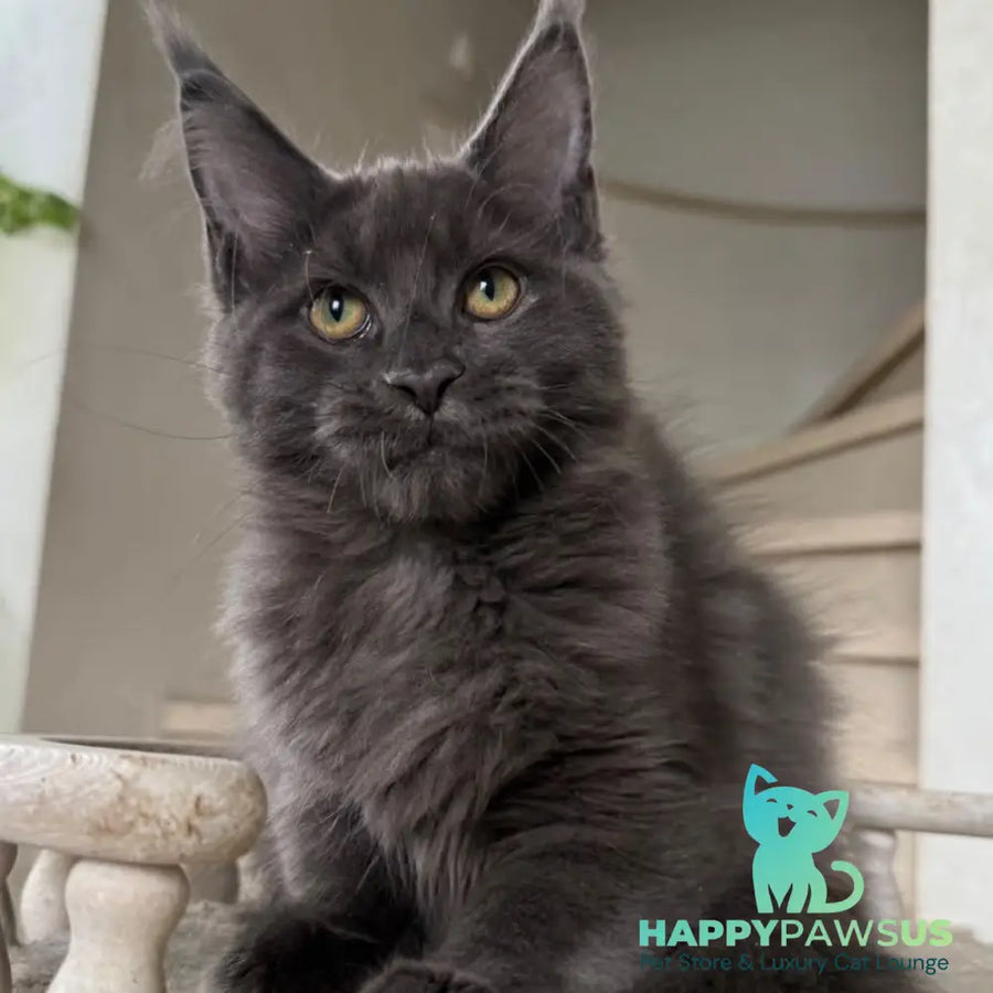 Jina Maine Coon female blue silver with white - live animals