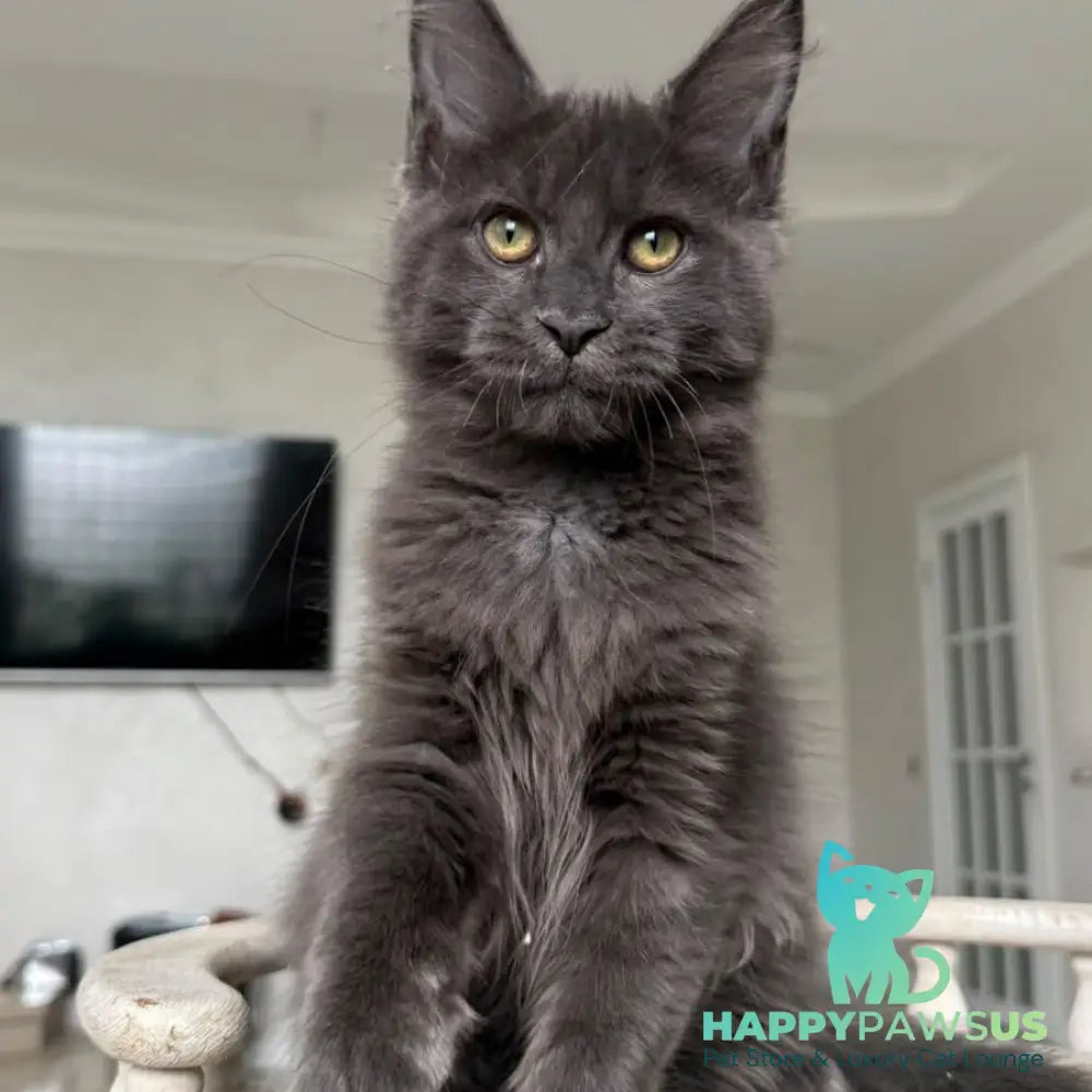 Jina Maine Coon female blue silver with white - live animals