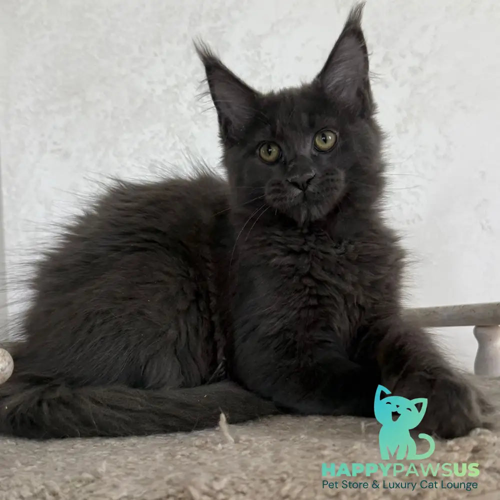Jina Maine Coon female blue silver with white - live animals