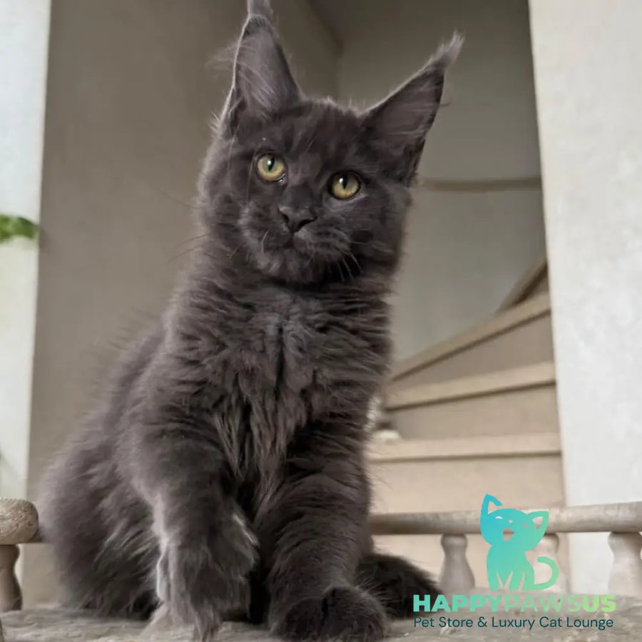 Jina Maine Coon female blue silver with white - live animals