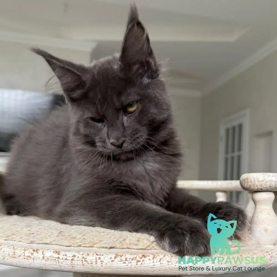 Jina Maine Coon female blue silver with white - live animals