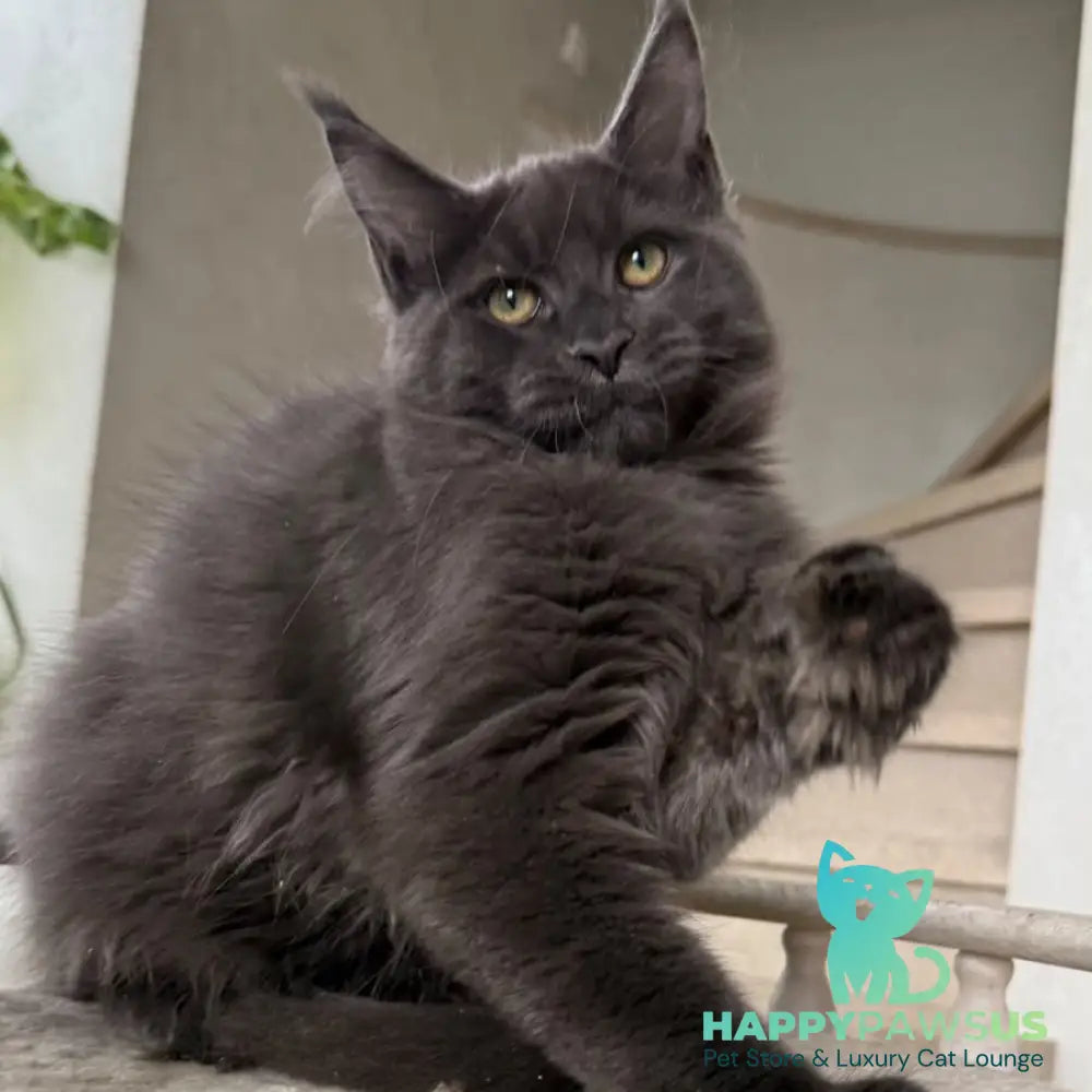 Jina Maine Coon female blue silver with white - live animals