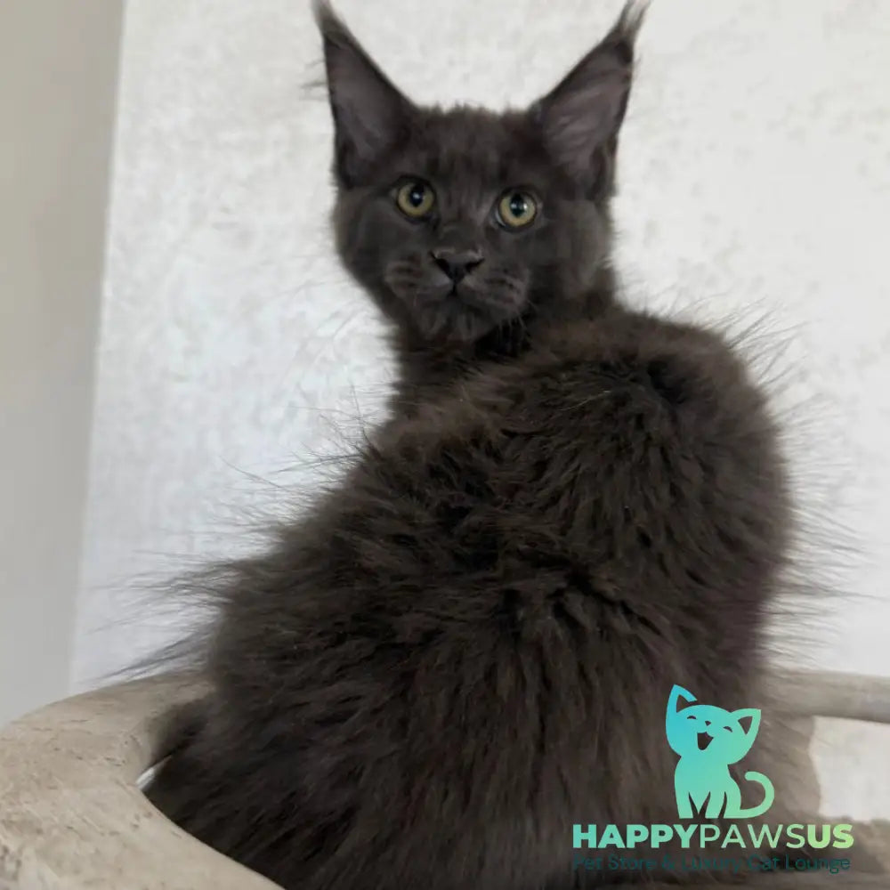 Jina Maine Coon female blue silver with white - live animals