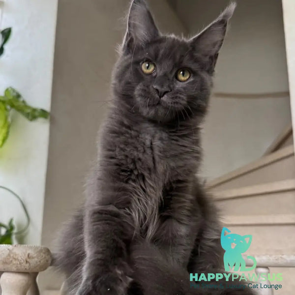 Jina Maine Coon female blue silver with white - live animals