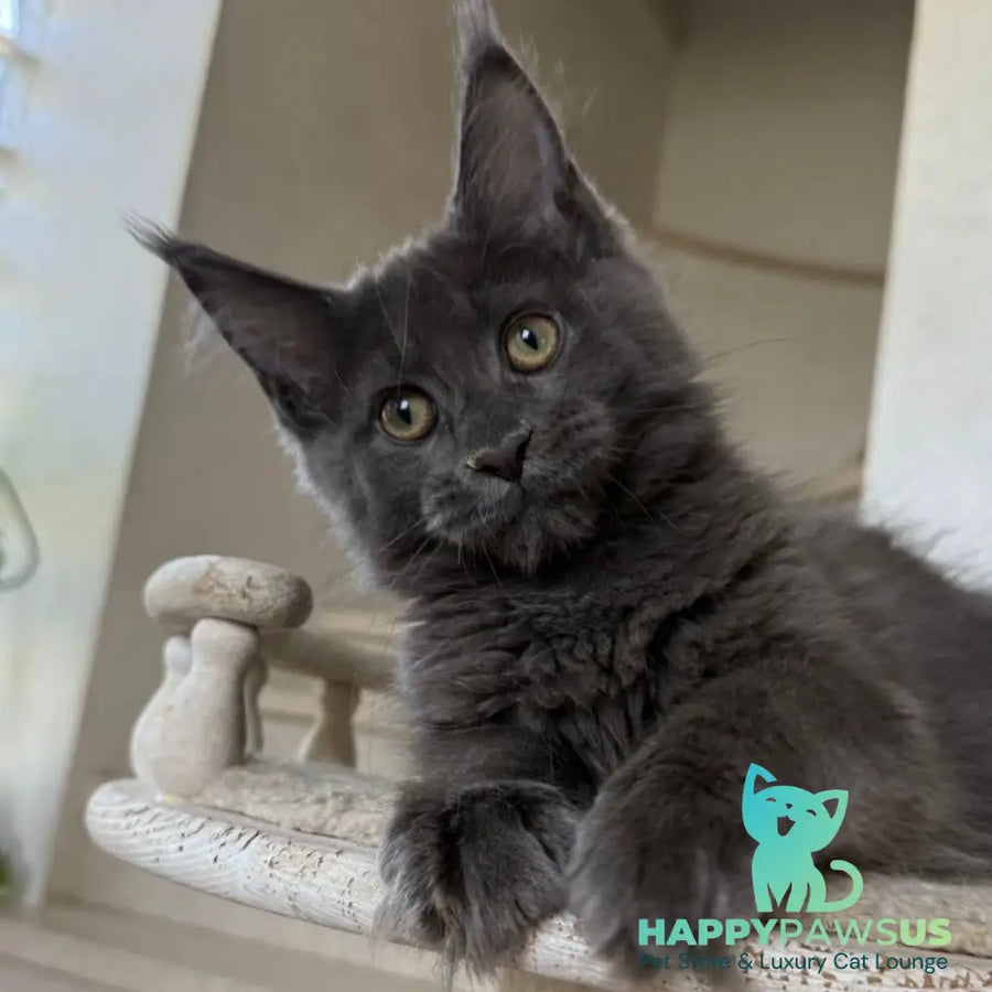 Jina Maine Coon female blue silver with white - live animals